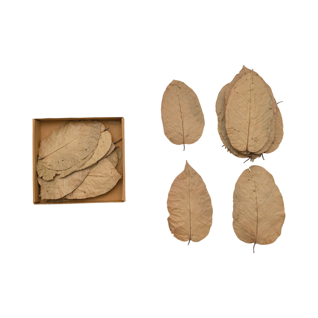 Dried Natural Saal Tree Leaves, Boxed Set of 36