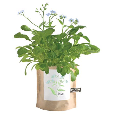 Garden in a Bag - "Forget-Me-Not"