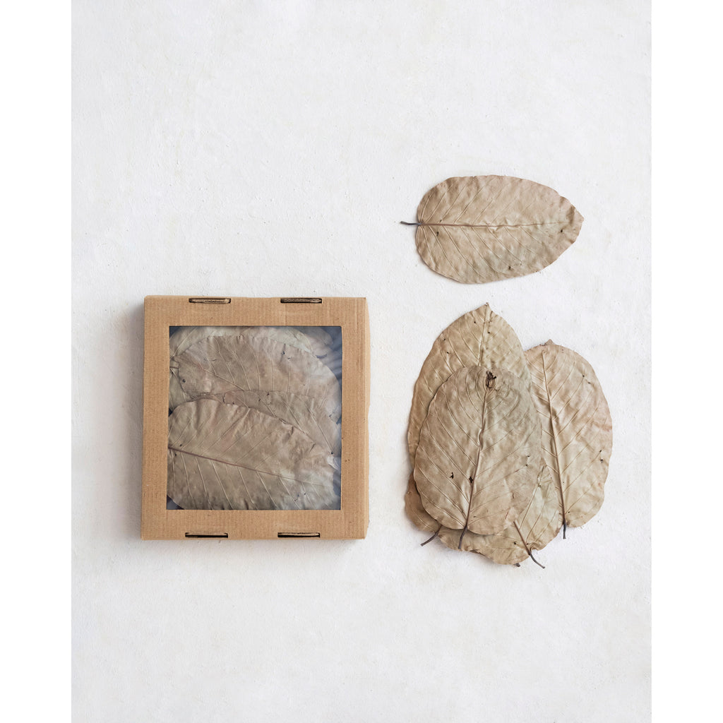 Dried Natural Saal Tree Leaves, Boxed Set of 36